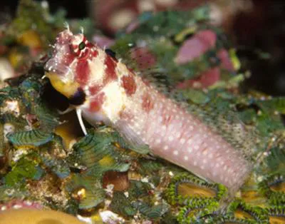 Tripplespot blenny (Crossosalarias macrospilus)