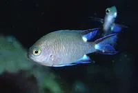 Trispot chromis (Chromis trialpha)