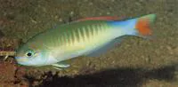 Triton tilefish (Hoplolatilus erdmanni)
