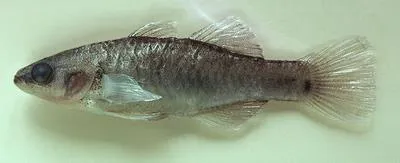Tropical carp-gudgeon (Hypseleotris cyprinoides)