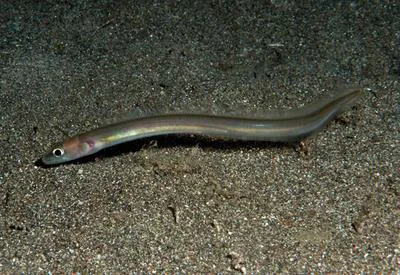 Tropical conger (Ariosoma scheelei)