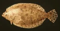 Tropical flounder (Paralichthys tropicus)