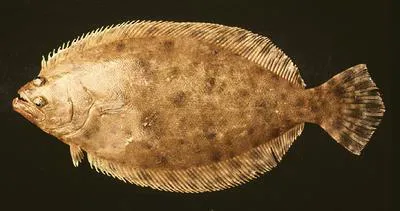 Tropical flounder (Paralichthys tropicus)