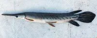 Tropical gar (Atractosteus tropicus)