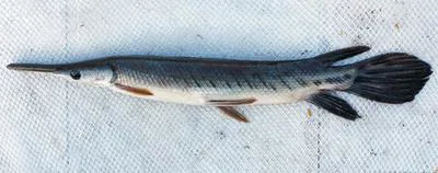 Tropical gar (Atractosteus tropicus)