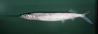 Tropical half-beak fish (Hemiramphus depauperatus)