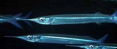 Tropical halfbeak (Hyporhamphus affinis)