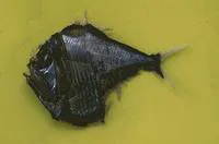 Tropical hatchetfish (Argyropelecus lychnus)