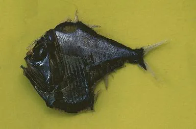 Tropical hatchetfish (Argyropelecus lychnus)