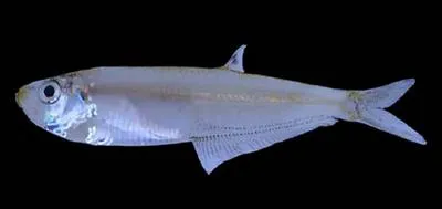 Tropical longfin herring (Neoopisthopterus tropicus)