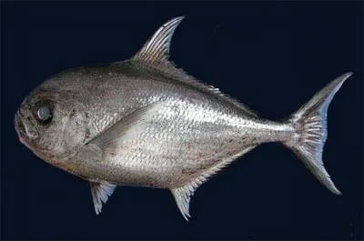Tropical pomfret (Eumegistus brevorti)
