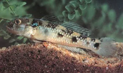 Tropical sand goby (Acentrogobius caninus)
