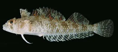 Tropical scaly-headed triplefin (Norfolkia brachylepis)
