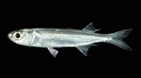 Tropical silverside (Atherinomorus duodecimalis)