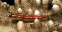 Tropical striped triplefin (Helcogramma striata)
