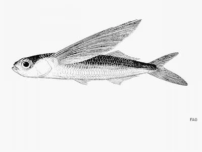 Tropical two-wing flyingfish (Exocoetus volitans)