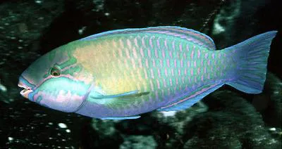 Troschel's parrotfish (Chlorurus troschelii)