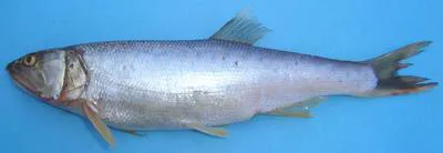 Trout barb (Raiamas bola)