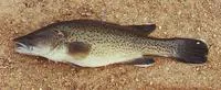 Trout cod (Maccullochella macquariensis)