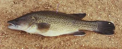 Trout cod (Maccullochella macquariensis)