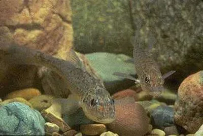 Trout-perch (Percopsis omiscomaycus)