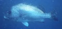 Trout sweetlips (Plectorhinchus pictus)