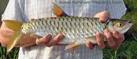 True big-scale tetra (Brycinus macrolepidotus)