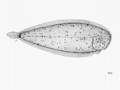 True sole (Heteromycteris proboscideus)