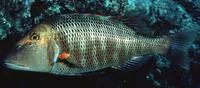 Trumpet emperor (Lethrinus miniatus)