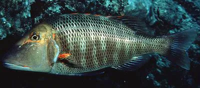 Trumpet emperor (Lethrinus miniatus)