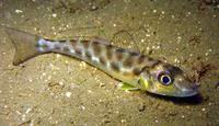 Trumpeter sillago (Sillago maculata)