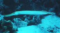 Trumpetfish (Aulostomus maculatus)