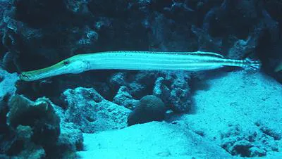Trumpetfish (Aulostomus maculatus)