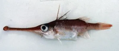 Trumpetsnout spikefish (Macrorhamphosodes platycheilus)