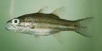 Truncate cardinalfish (Cheilodipterus singapurensis)