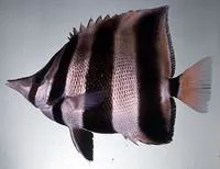 Truncate coralfish (Chelmonops truncatus)