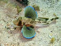 Tub gurnard (Chelidonichthys lucerna)