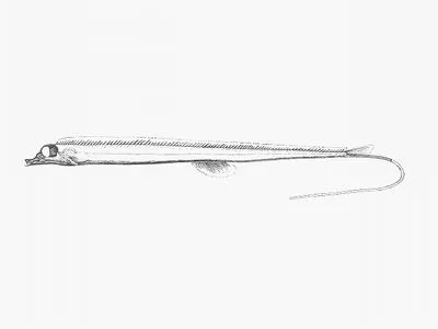 Tube-eye (Stylephorus chordatus)