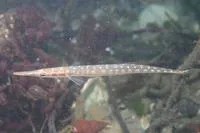 Tube-snout (Aulorhynchus flavidus)