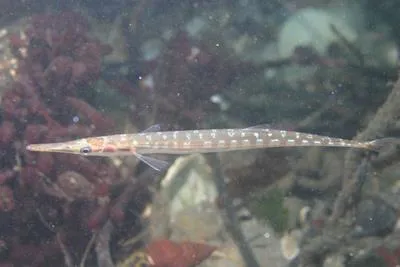 Tube-snout (Aulorhynchus flavidus)