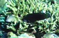 Tubelip wrasse (Labrichthys unilineatus)