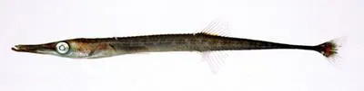 Tubenose (Aulichthys japonicus)
