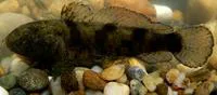Tubenose goby (Proterorhinus marmoratus)