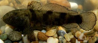 Tubenose goby (Proterorhinus marmoratus)