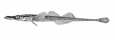 Tubenose poacher (Pallasina barbata)