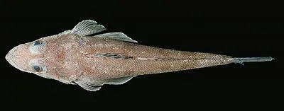 Tuberculated flathead (Sorsogona tuberculata)