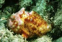 Tuberculated frogfish (Antennatus tuberosus)