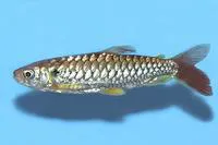 Tucan fish (Chalceus erythrurus)