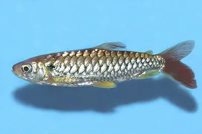 Tucan fish (Chalceus erythrurus)