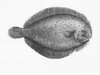 Tudor's flounder (Ammotretis lituratus)